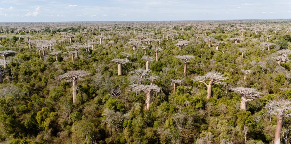 Forêt de baobab